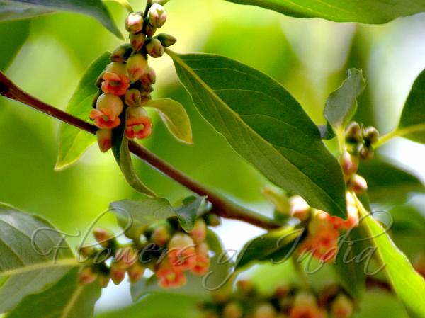 Date Plum